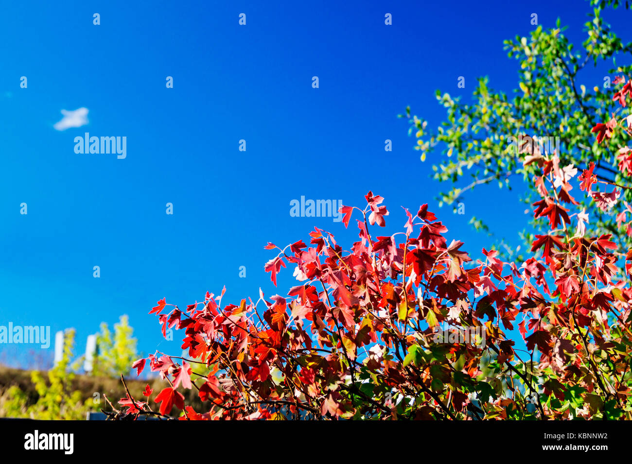 Rosso autunno bello e mite foglio su sfondo blu cielo Foto Stock