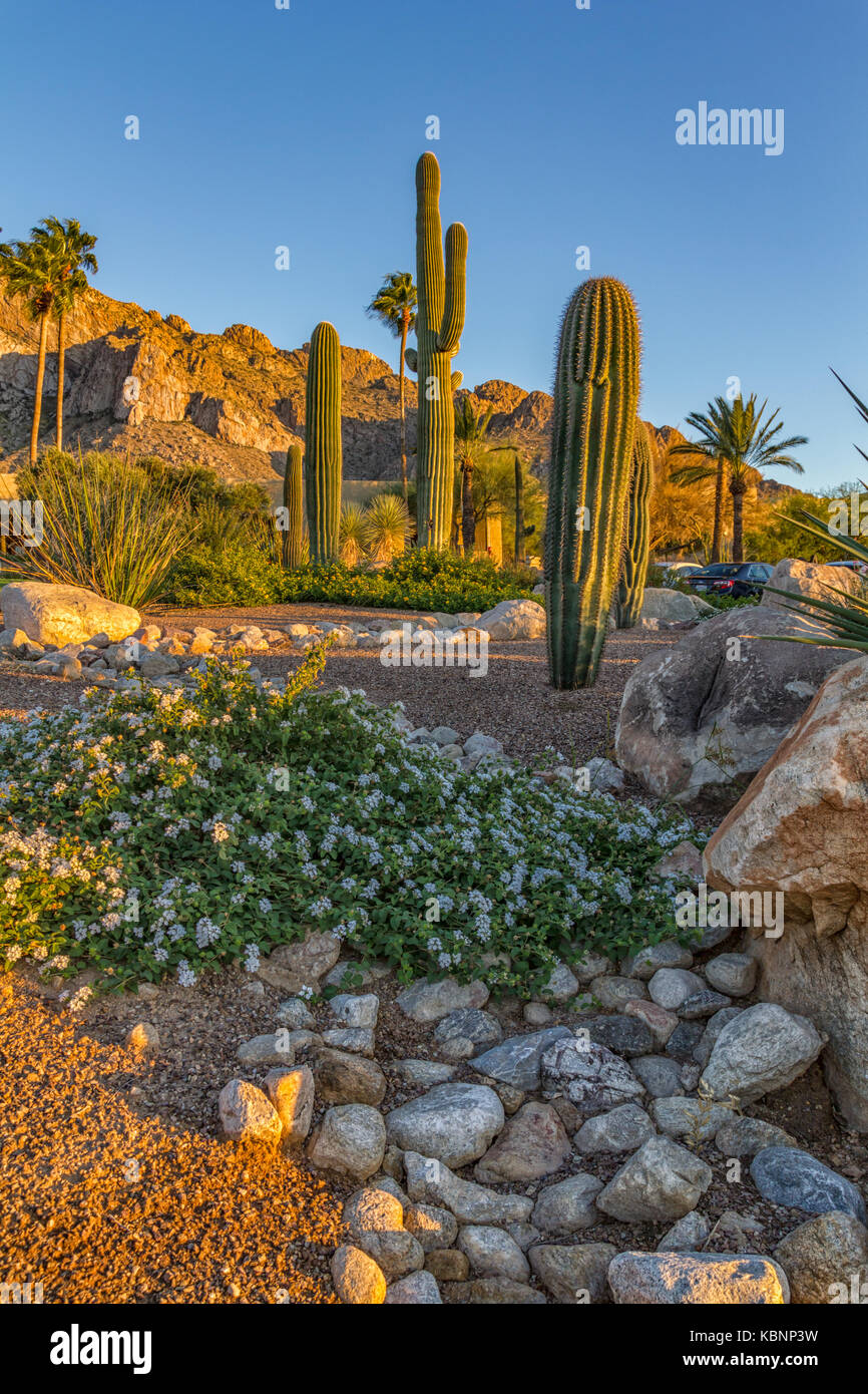 Pianta di Cactus con pietre nella vista del giorno del deserto Foto Stock