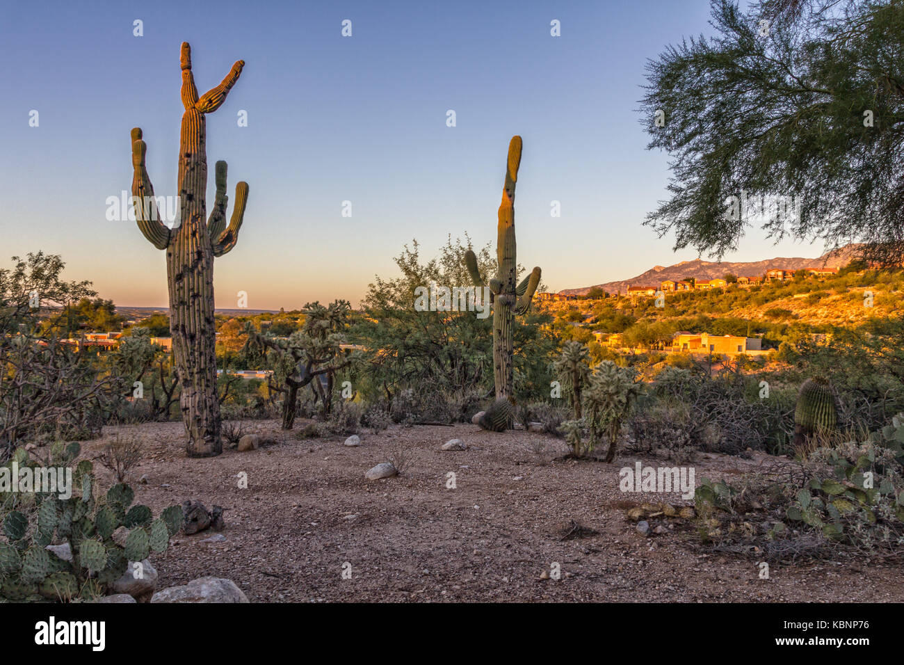 Pianta Cactus nel deserto in Tucson Arizona vista diurna con montagne sullo sfondo Foto Stock