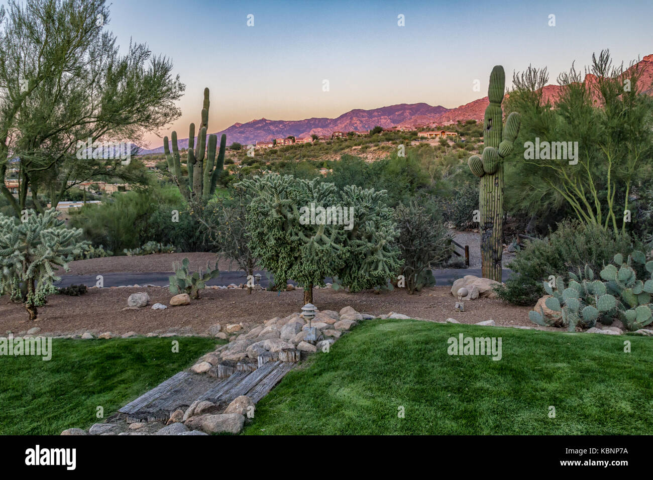 Pianta Cactus nel deserto in Tucson Arizona vista diurna con montagne sullo sfondo Foto Stock