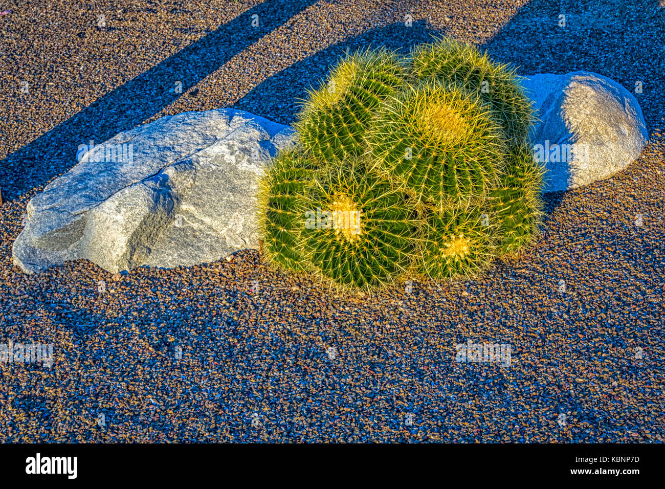 Pianta di Cactus con pietre nel deserto in Tucson Arizona vista diurna Foto Stock