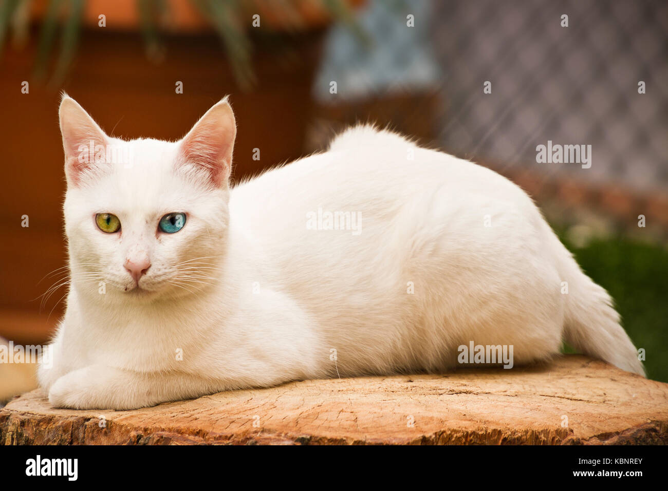 Gatto della città di Van, in Turchia, noto come Van gatti, con occhi di colori diversi. Foto Stock