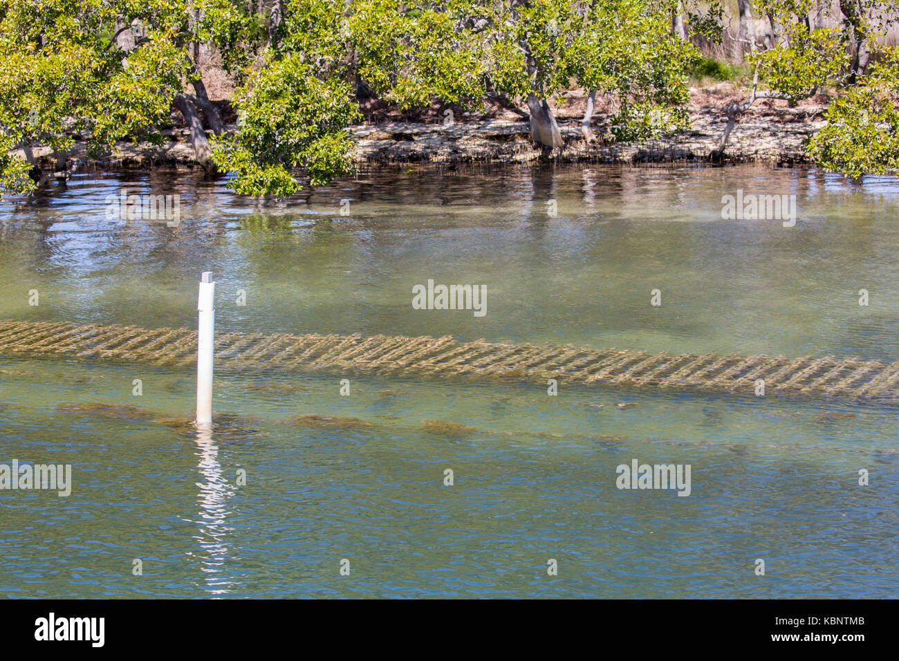 Ostriche di allevamento di ostriche in Wallis lago a Forster, una chiave sourc eof Sydney ostriche di roccia, Nuovo Galles del Sud, Australia Foto Stock