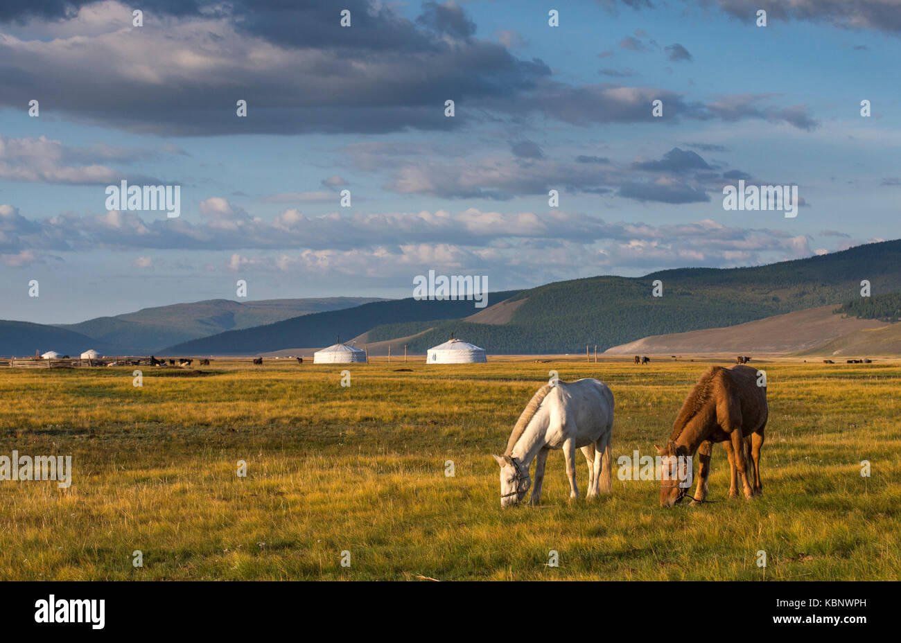Cavalli mongola in un paesaggio del nord della Mongolia Foto Stock