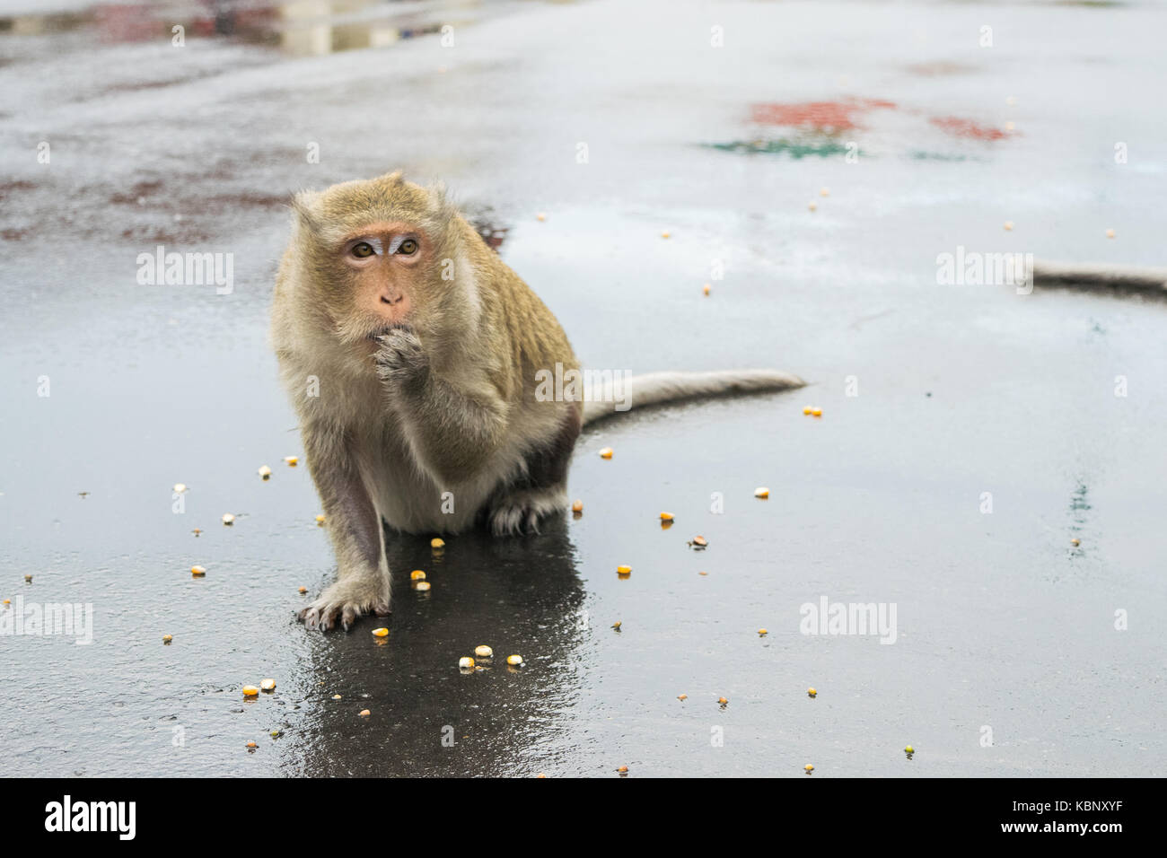 Una scimmia macaco rodendo lentamente sui semi di mais con le mani in mano di fronte alla sua bocca. Monkey alimentato da turisti in Phnom Penh Cambogia, Sud Est asiatico Foto Stock