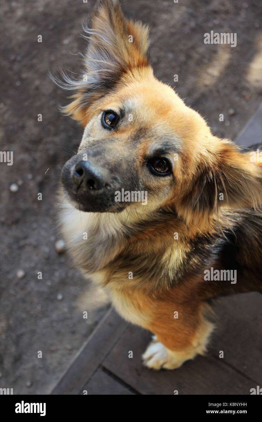 Cane misto razza guardare in su Foto Stock