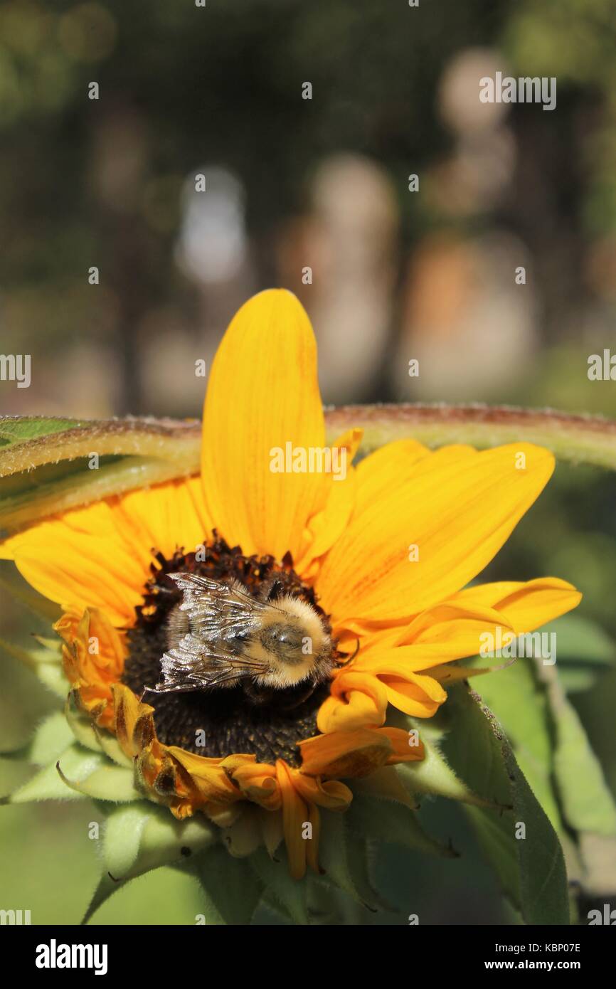 Bee la raccolta di nettare da decorativo fiore di girasole Foto Stock