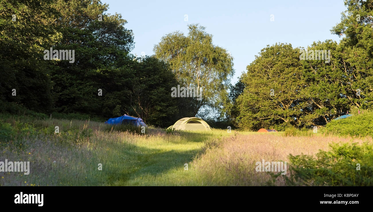 Primo semaforo in una radura appartata a Graig Wen, Dolgellau, Galles, Regno Unito Foto Stock