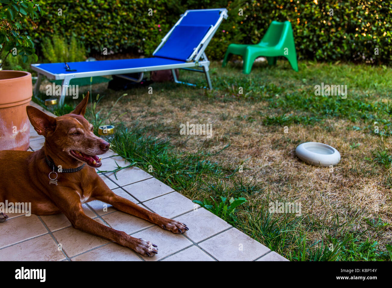 Un Segugio andaluso (Canis lupus familiaris) posa su piastrelle in un giardino con erba e lettino in background. Foto Stock