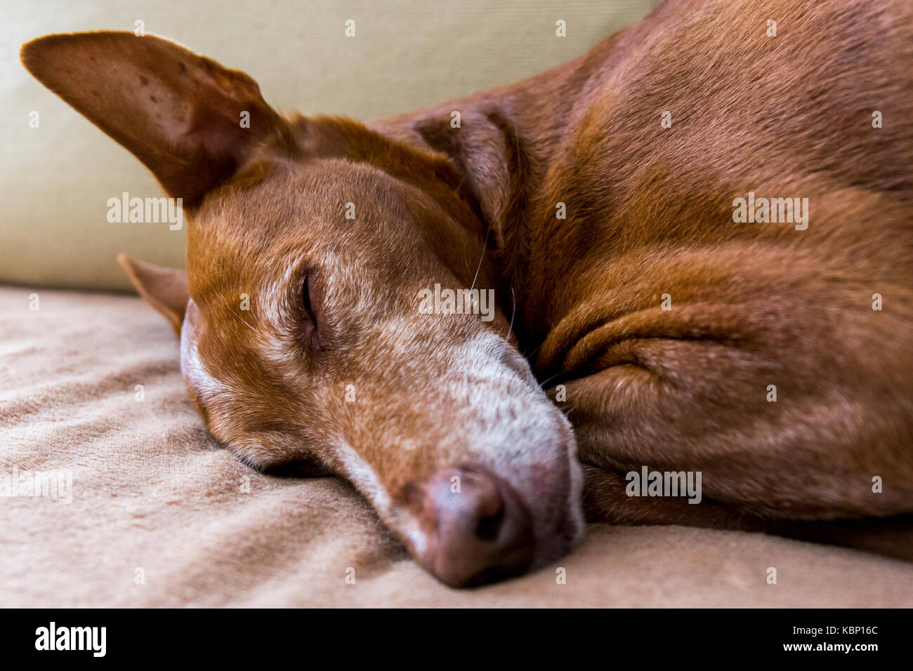 Chiudere fino ad un segugio andaluso (Canis lupus familiaris) faccia. Foto Stock