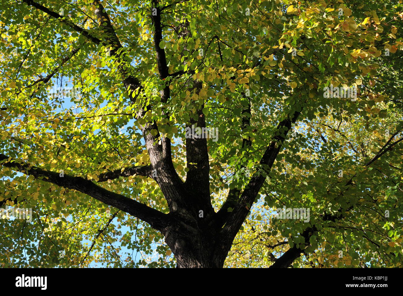 tempo di autunno Foto Stock