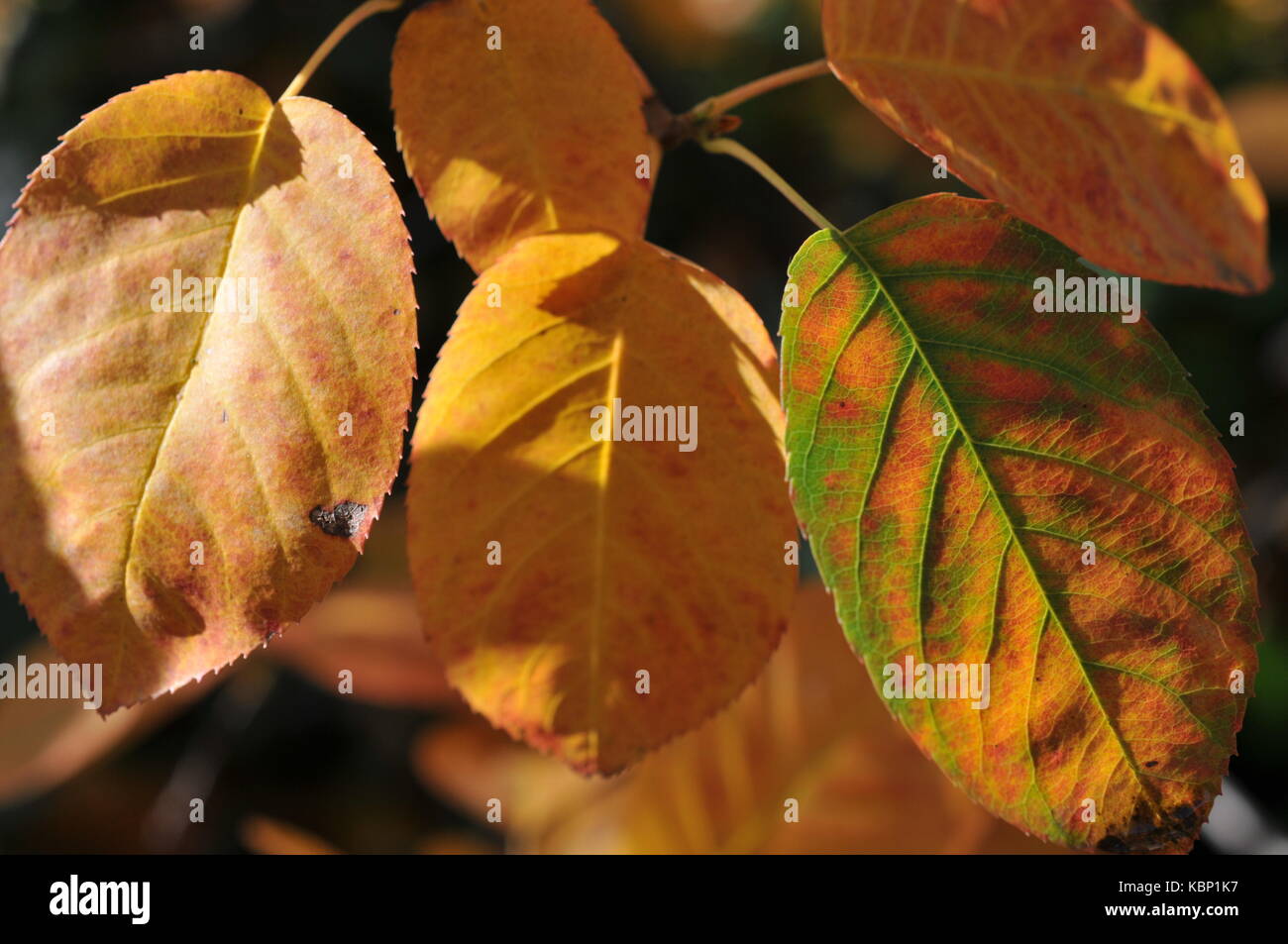 tempo di autunno Foto Stock