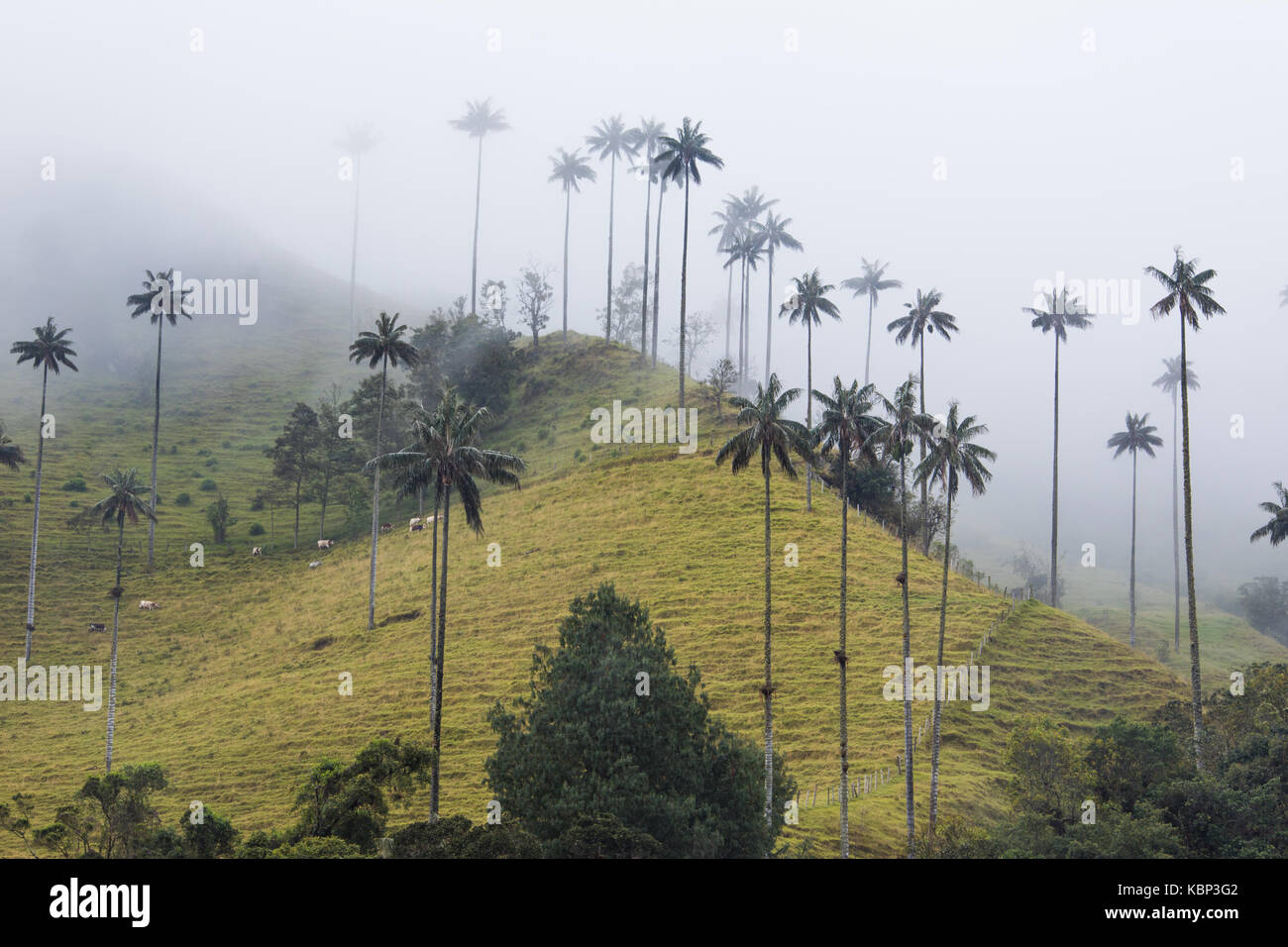 La Valle de Cocora, nei pressi di Salento, Colombia, Sud America Foto Stock
