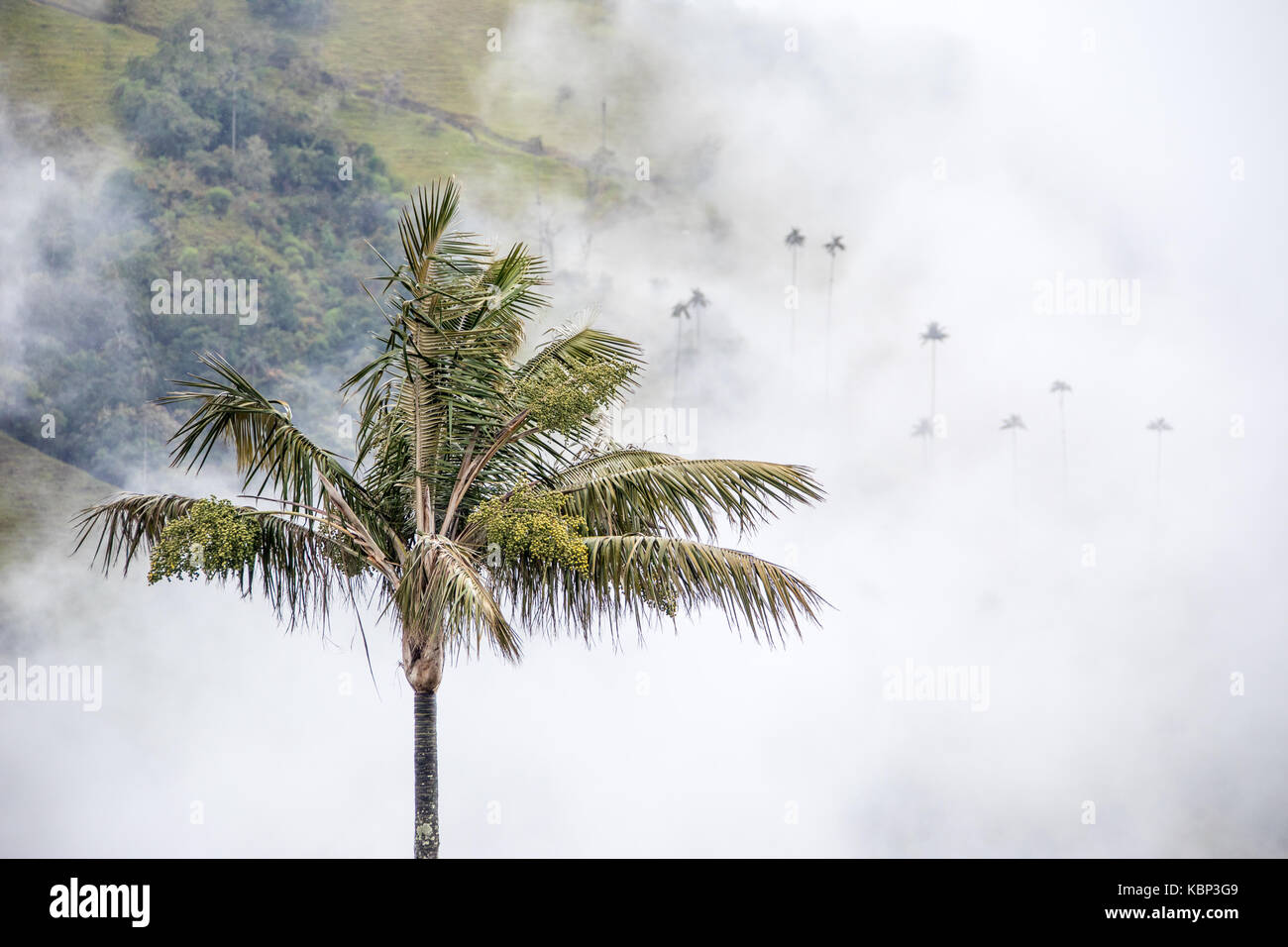 La Valle de Cocora, nei pressi di Salento, Colombia, Sud America Foto Stock