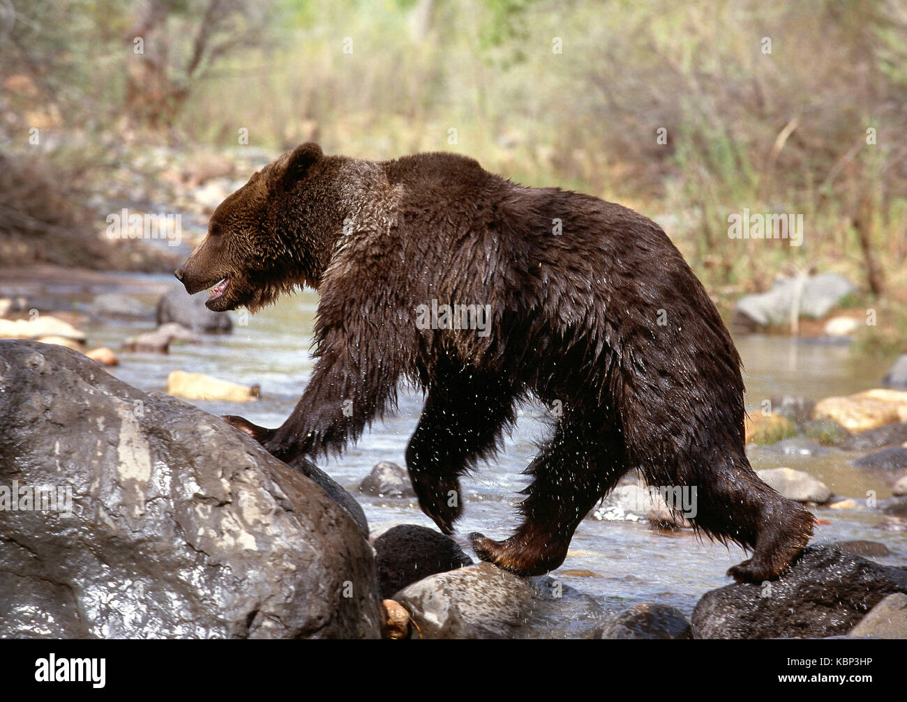 Stati Uniti d'America. Utah. La fauna selvatica. Orso grizzly attraversare un fiume. Foto Stock