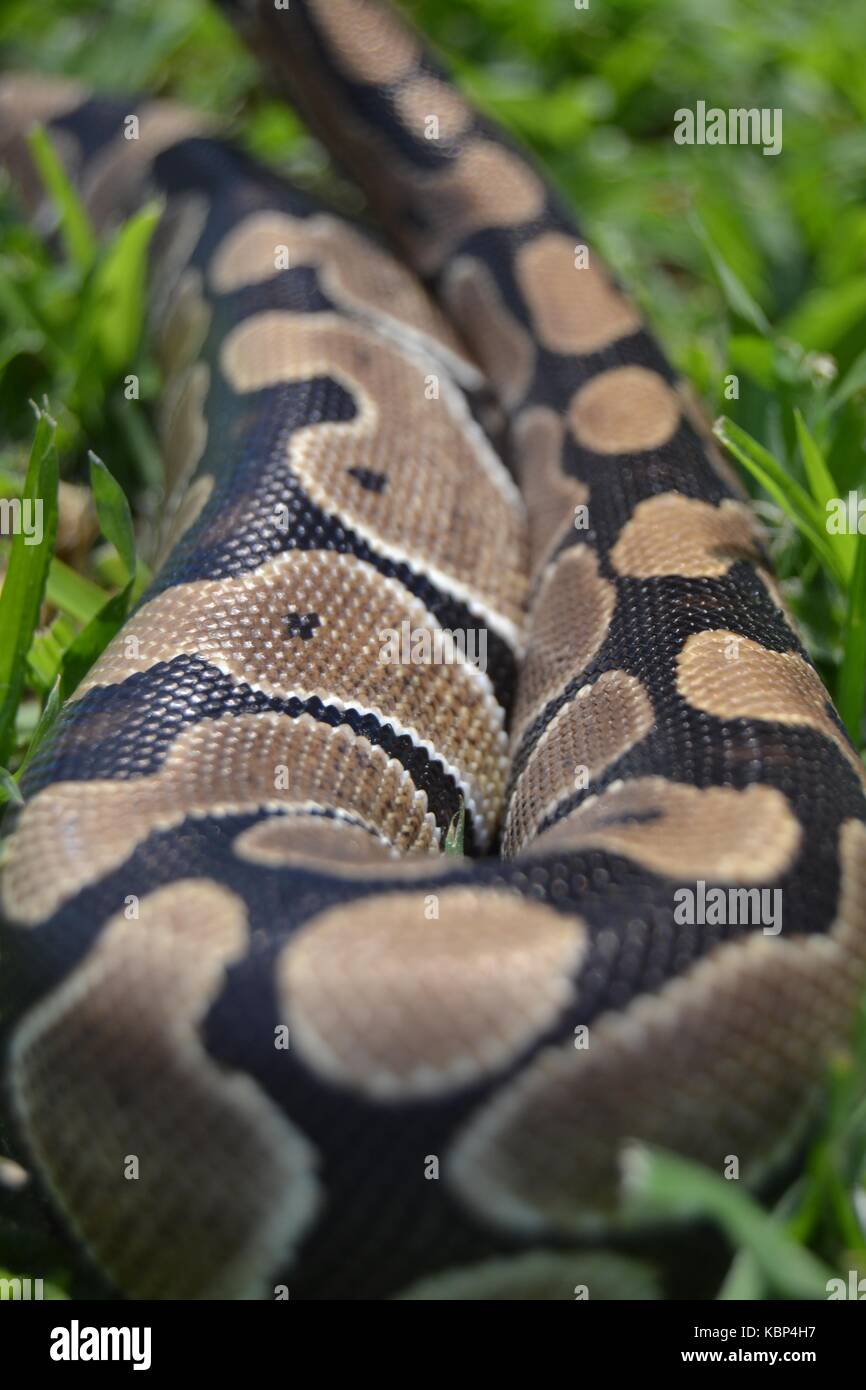 In prossimità di una sfera (python python regius) Pelle Foto Stock