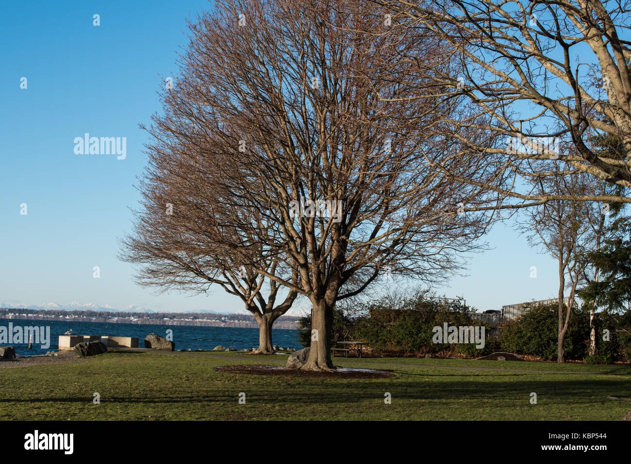 Albero sfrondato a Marine Park - alberi sfrondato a metà dicembre a Marine Park si affacciano Bellingham Bay. inverno nel dicembre è spesso grigio e piovoso. Foto Stock
