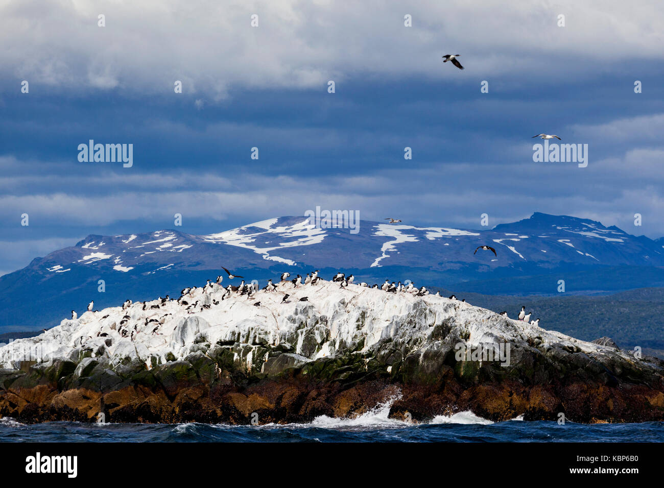 Uccelli nidificanti su una roccia nel Canale di Beagle vicino a Ushuaia, Tierra del Fuego, Patagonia, Argentina, Sud America Foto Stock