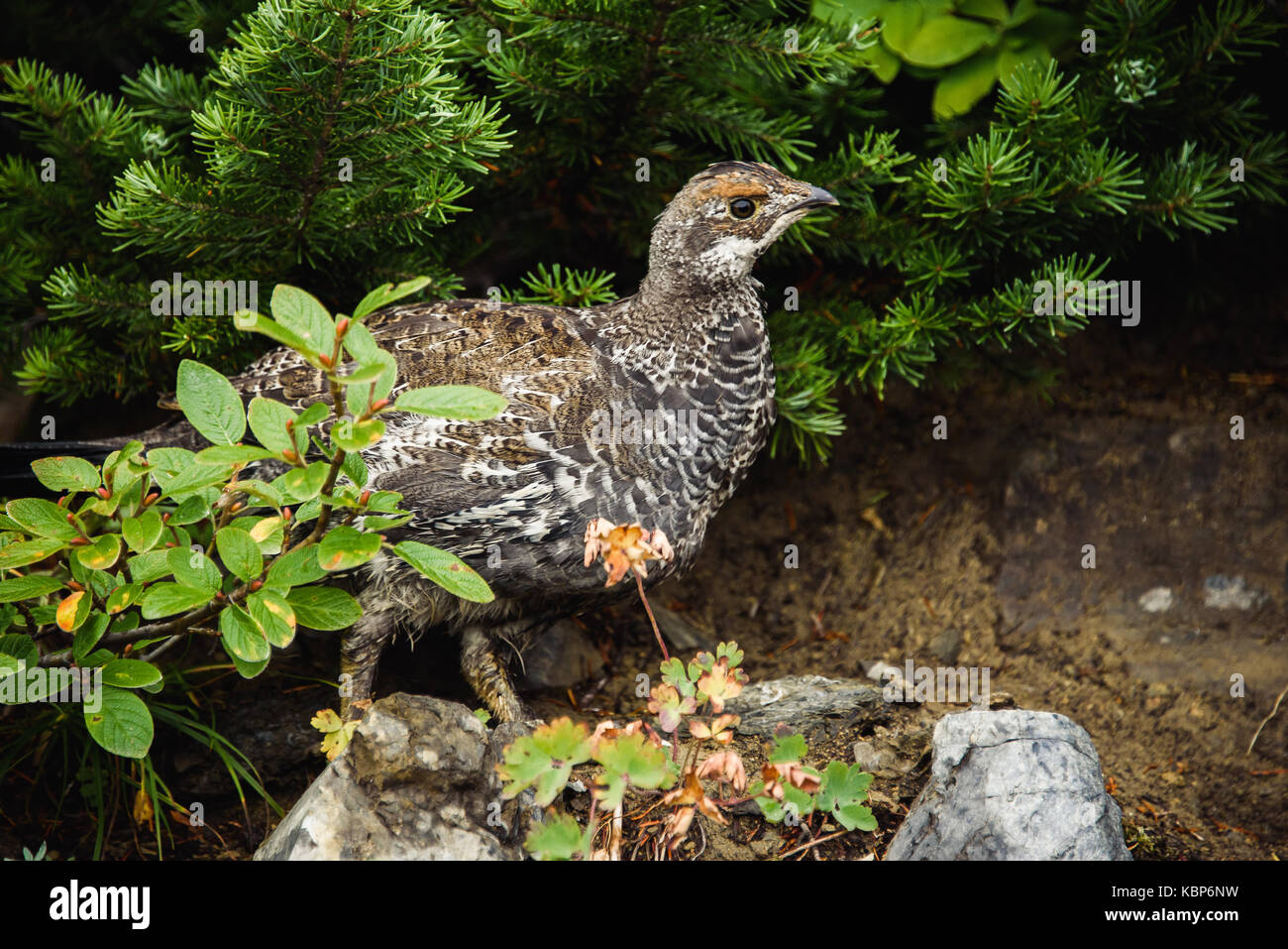 Abete femmina grouse (falcipennis canadensis) Foto Stock