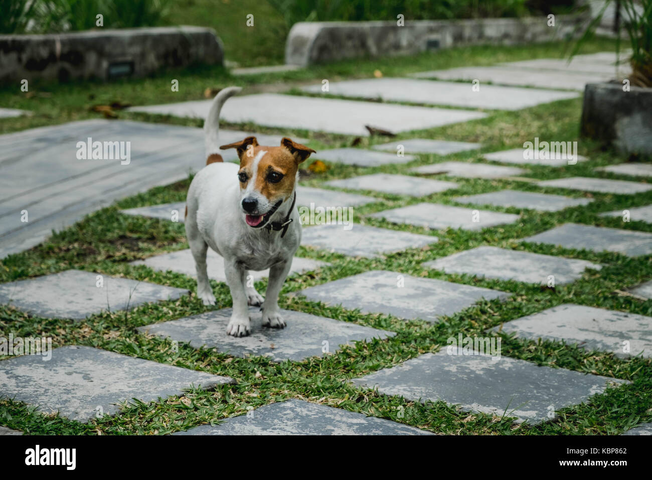 Jack rusell cane in un giardino con piastrelle di pietra ed erba verde Foto Stock