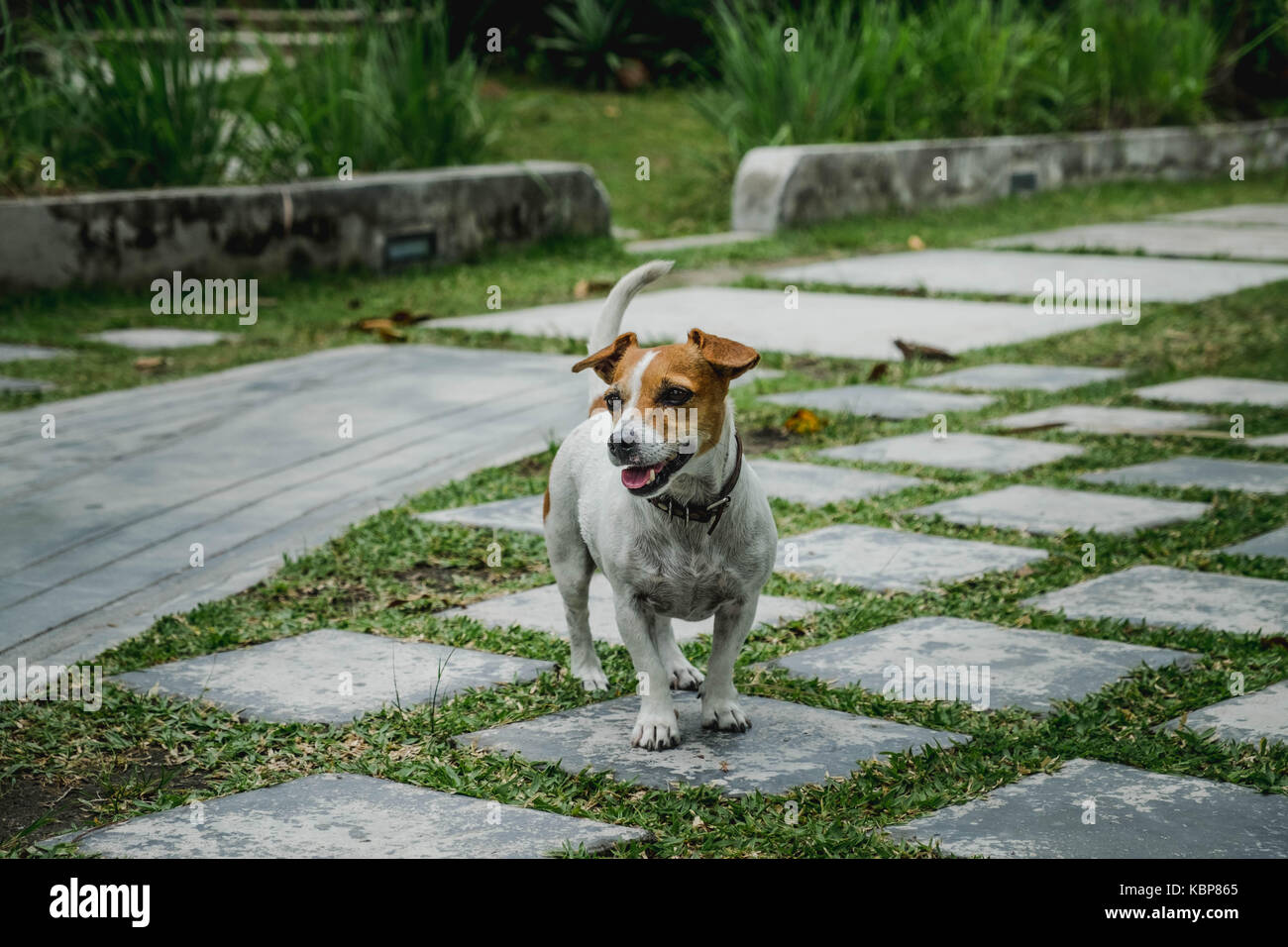 Jack rusell cane in un giardino con piastrelle di pietra ed erba verde Foto Stock
