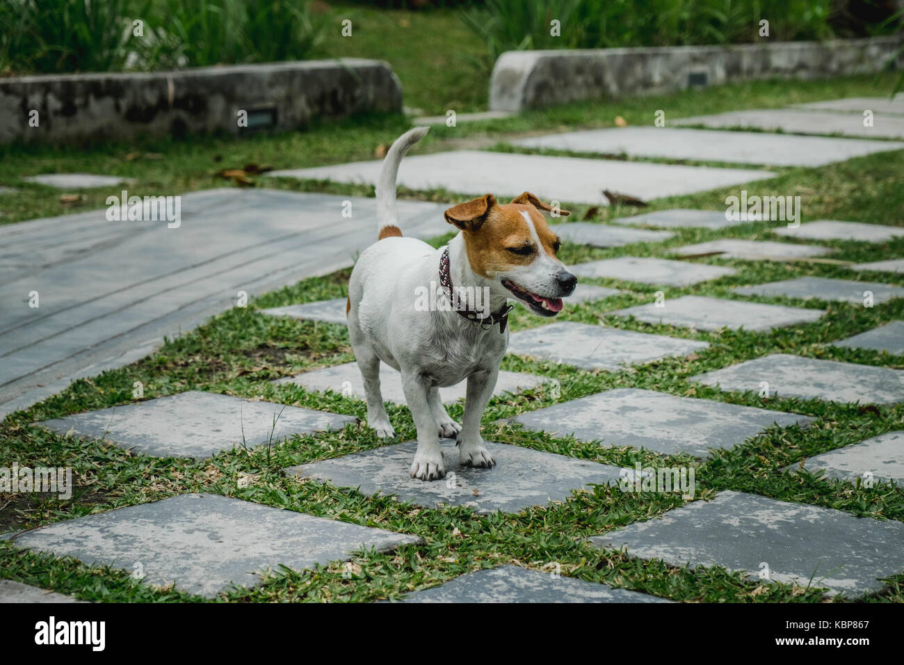 Jack rusell cane in un giardino con piastrelle di pietra ed erba verde Foto Stock