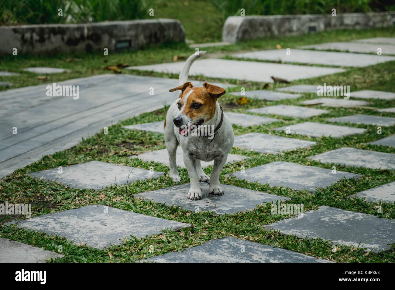 Jack rusell cane in un giardino con piastrelle di pietra ed erba verde Foto Stock