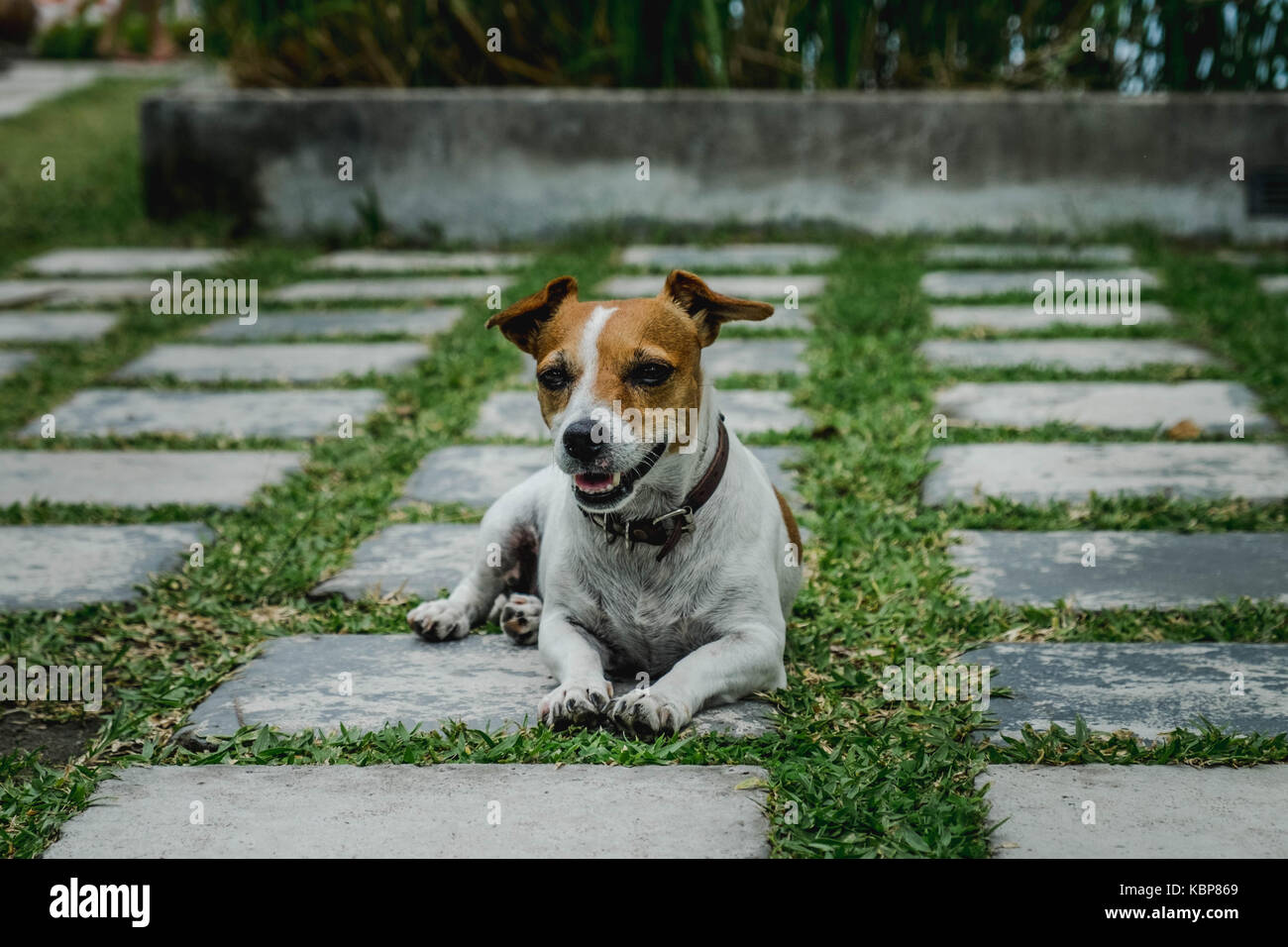 Jack rusell cane in un giardino con piastrelle di pietra ed erba verde Foto Stock