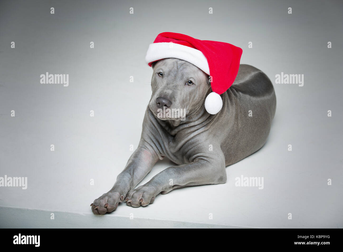 Thai ridgeback cucciolo in xmas hat Foto Stock