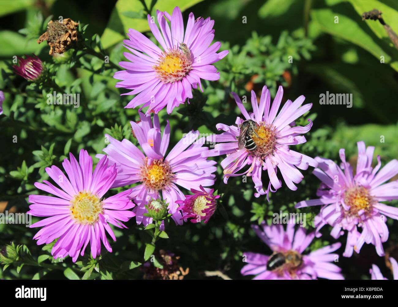 Crisantemo viola Foto Stock