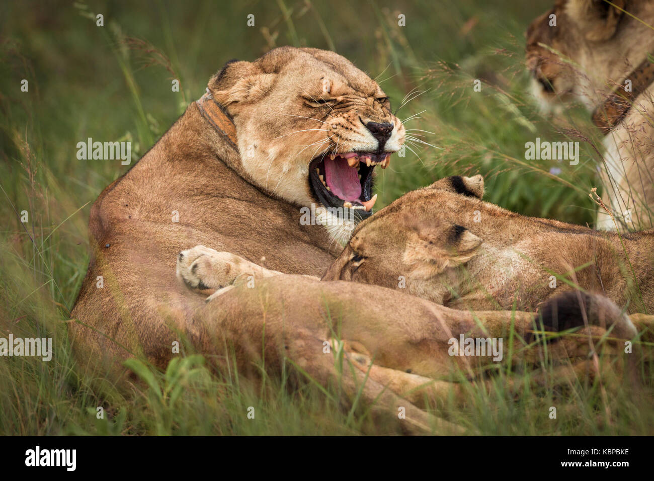 leoness che ruggisce al suo cucciolo che sta cercando di allattare Foto Stock