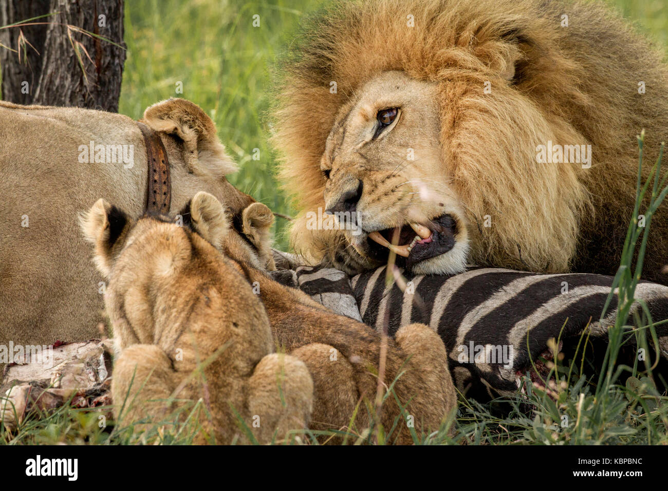 Famiglia di leoni africani (panthera leo) su un dead zebra tela di mangiare. Maschio di leone con enorme mane posessive over kill Foto Stock