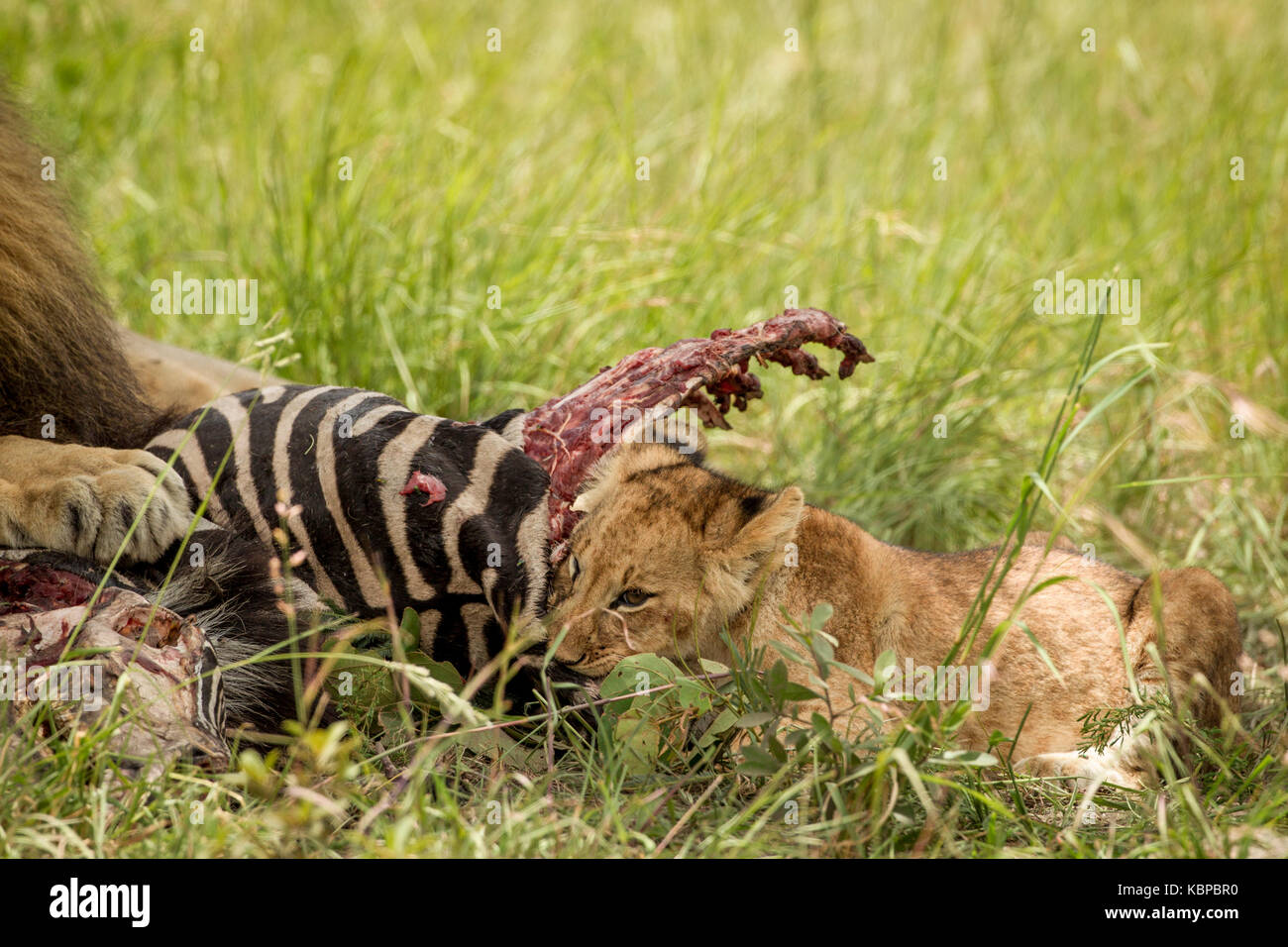 Lion cub mangiare e gorging una carcassa di zebra con grande leone maschio che giace accanto a esso, tenendo paw su tela Foto Stock