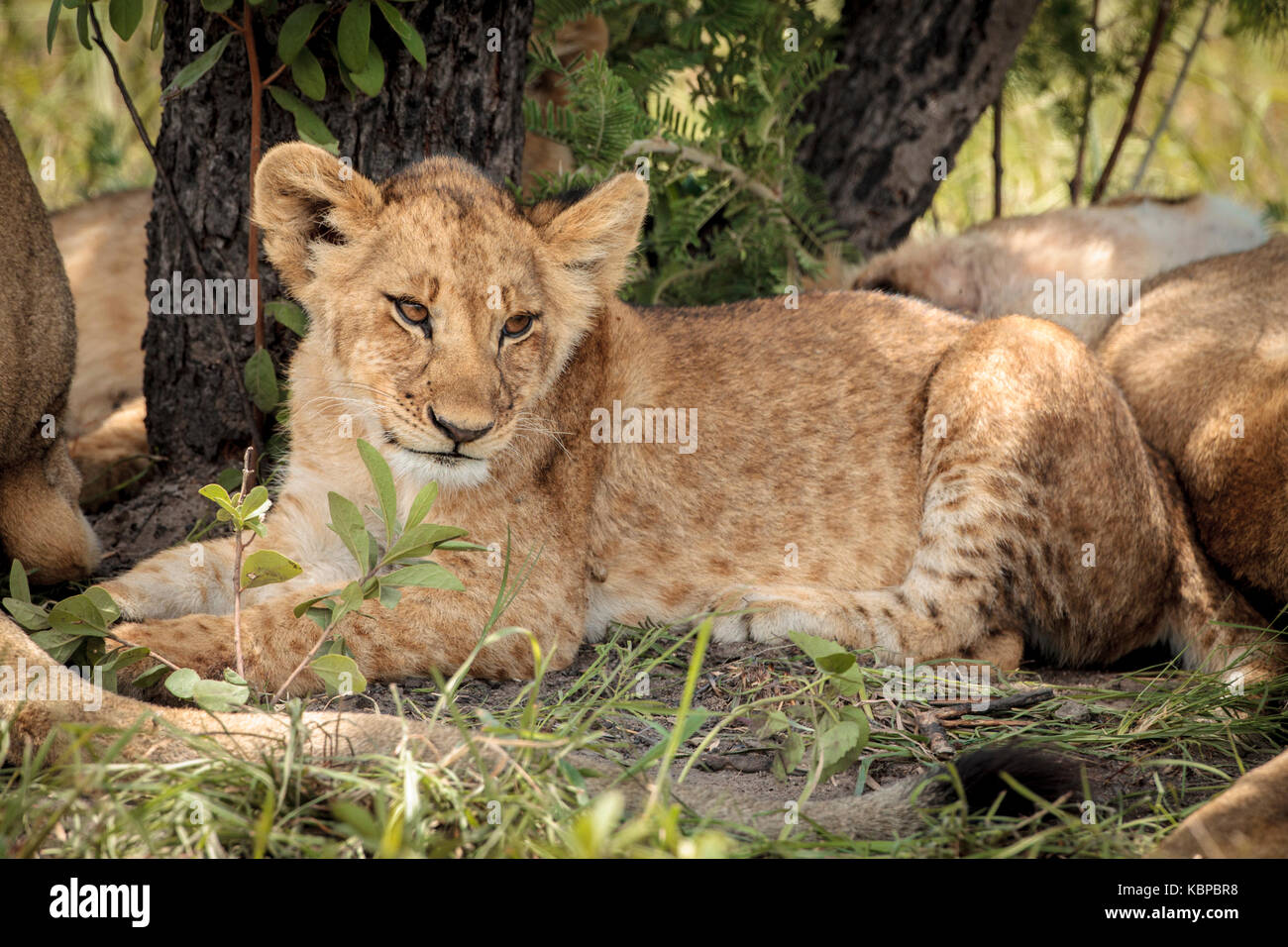 Ritratto di leoni africani (Panthera leo) di appoggio nella boccola, cub con macchie che giace contro tree Foto Stock