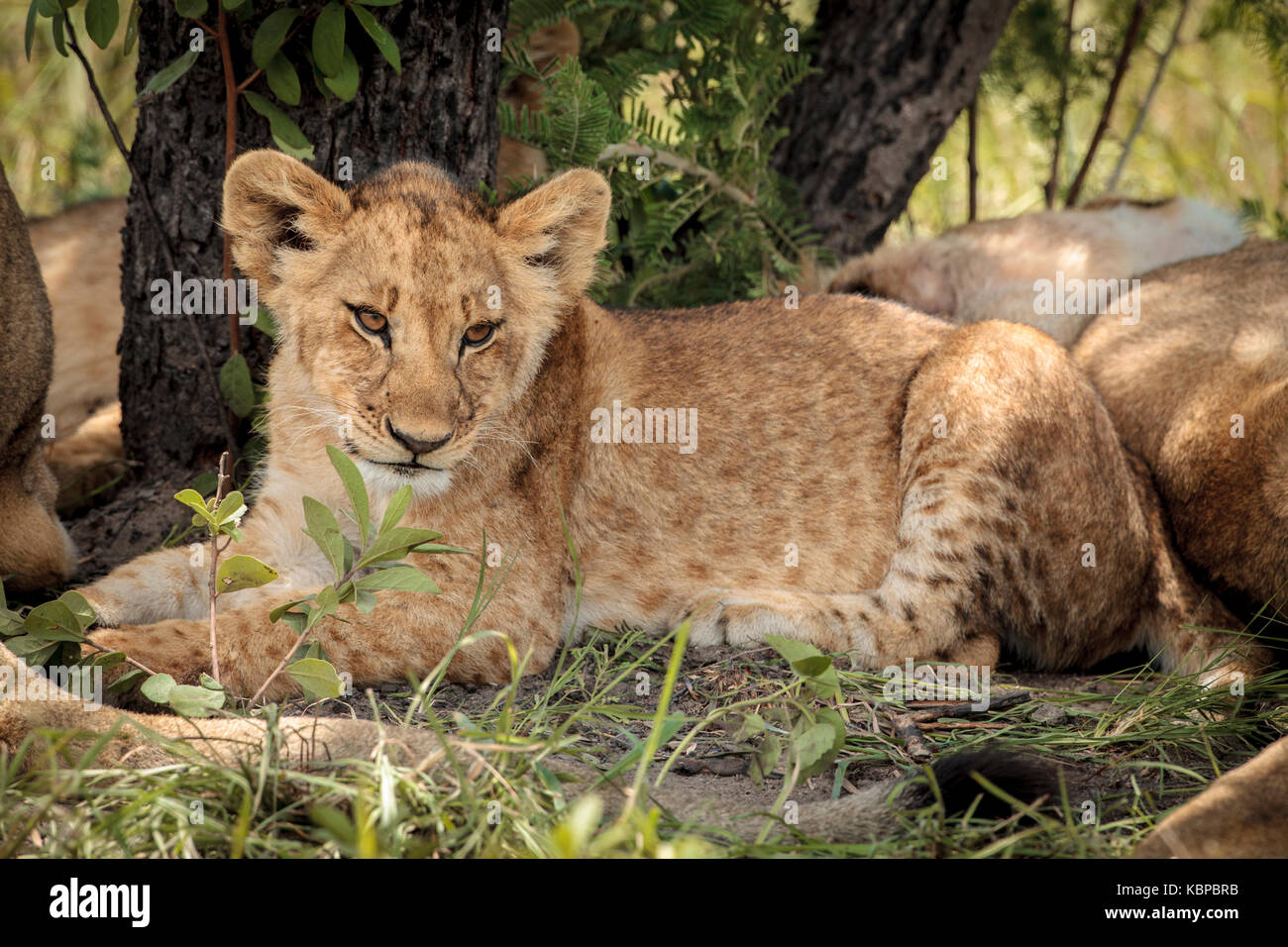 Ritratto di leoni africani (Panthera leo) di appoggio nella boccola, cub con macchie che giace contro tree Foto Stock