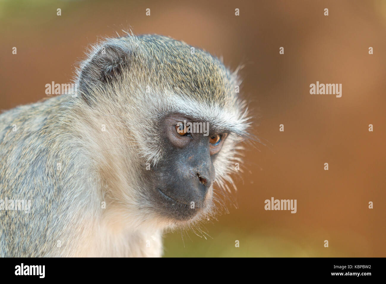 Vervet monkey foto profilo lateralmente nella valle Zambesi, Mana Pools, Zimbabwe Foto Stock