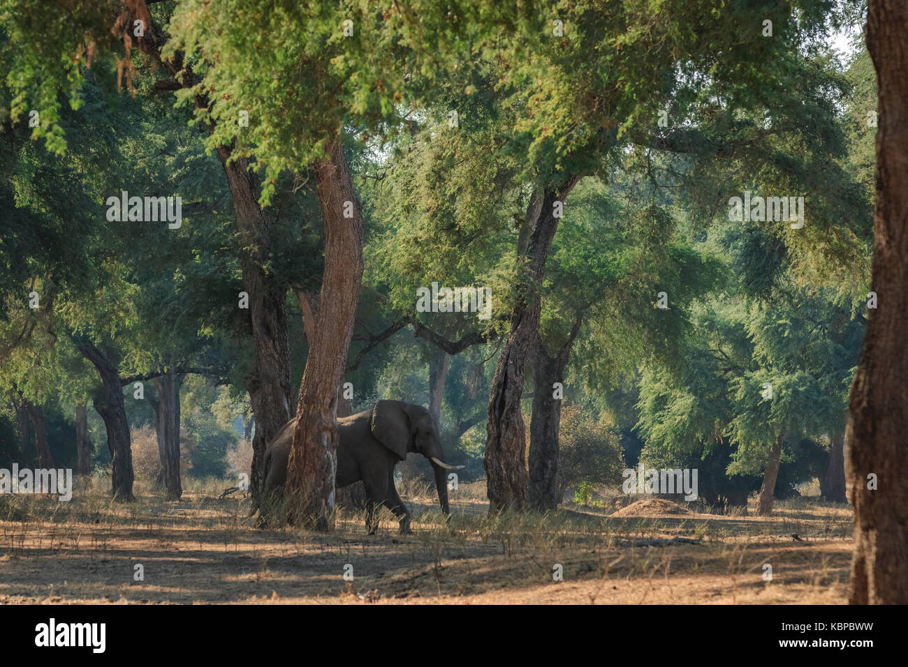 L'elefante africano (Loxodonta) camminando tra gli alberi in habitat naturale Foto Stock