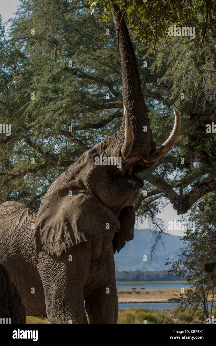Elefante africano (Loxodonta) con tronco sollevato a basso angolo di visione Foto Stock