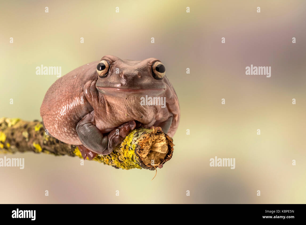 Bianco raganella. Noto anche come la rana losca e australian ranocchio verde, litoria caerulea. seduta su un unico ramo. La camera per la copia Foto Stock