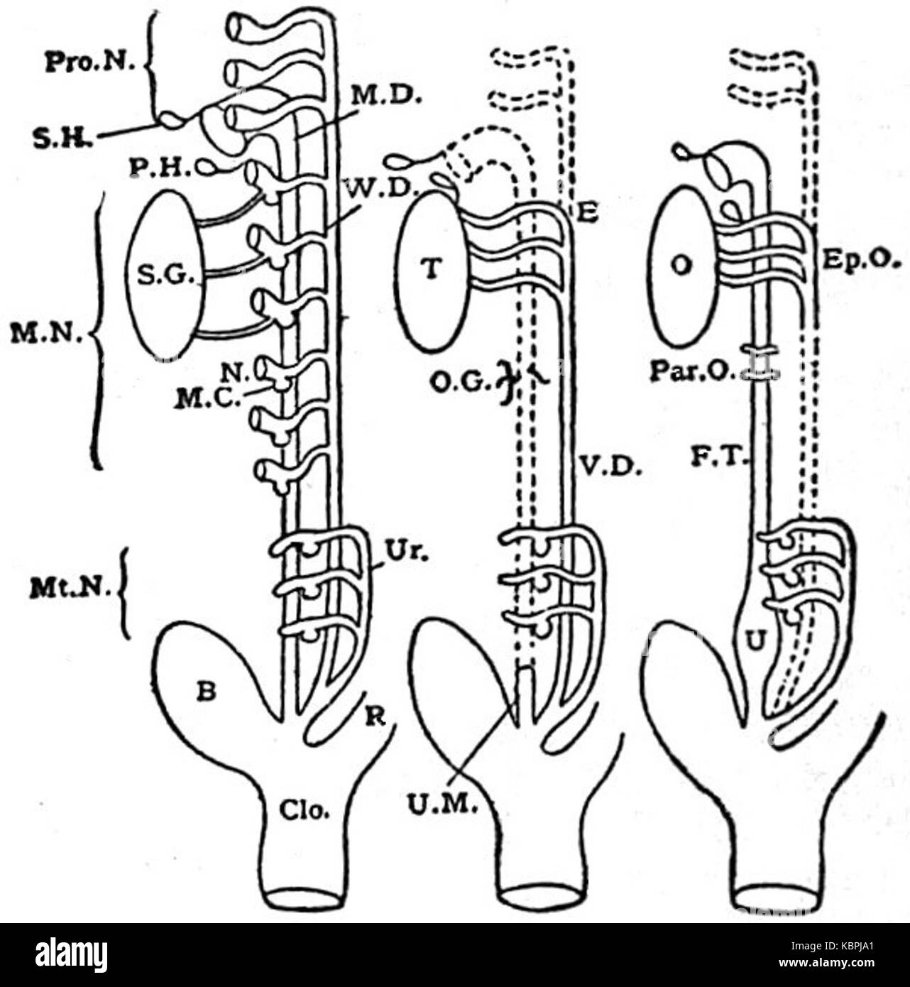 EB1911 sistema riproduttivo di Anatomia formazione dei genito apparato urinario Foto Stock