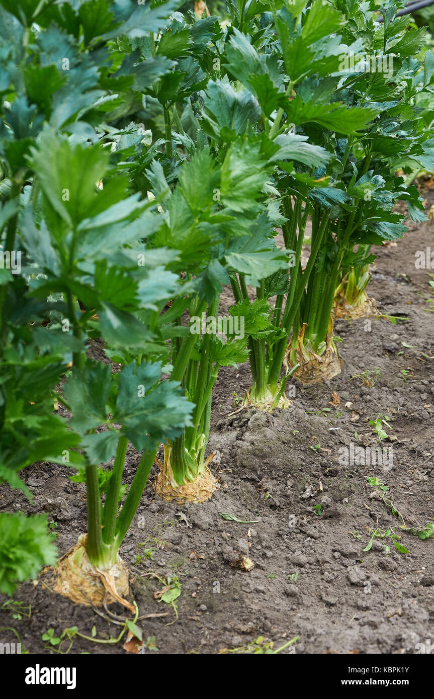 Fila di maturi sedano radice è in crescita Foto Stock