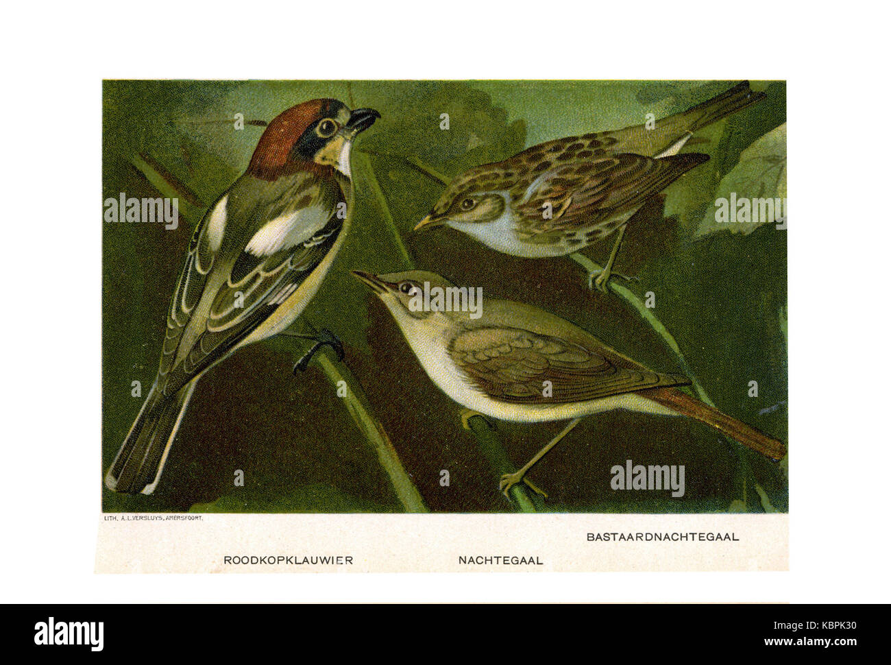 Un'illustrazione di uccello di Jan van Oort, che mostra diverse specie e le loro caratteristiche. L'immagine fa parte di una raccolta di studi sugli uccelli, che enfatizzano l'ornitologia e l'arte della fauna selvatica. Foto Stock