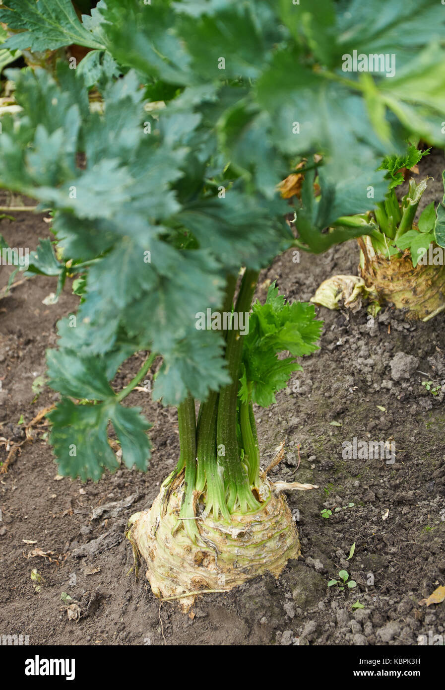 Big mature radice di sedano è in crescita Foto Stock