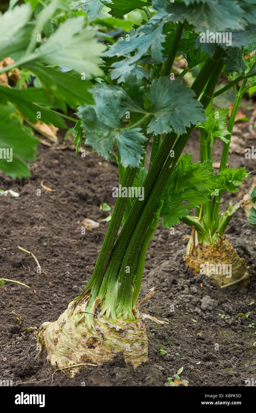 Big mature radice di sedano è in crescita Foto Stock