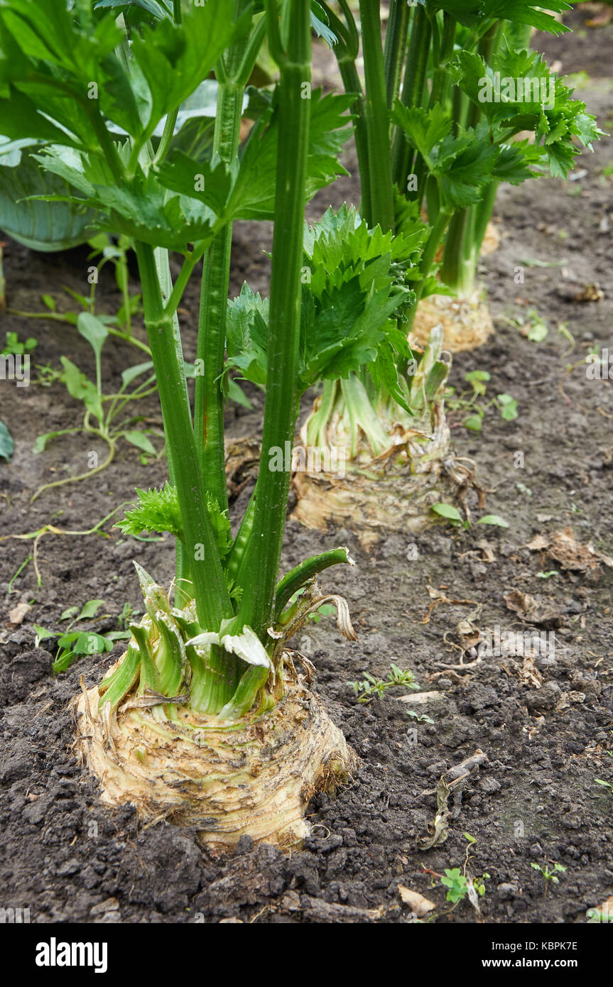 Fila di maturi sedano radice è in crescita Foto Stock