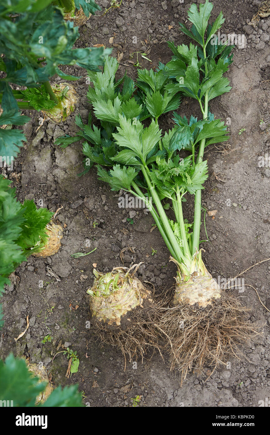 Scavati big mature radice di sedano Foto Stock