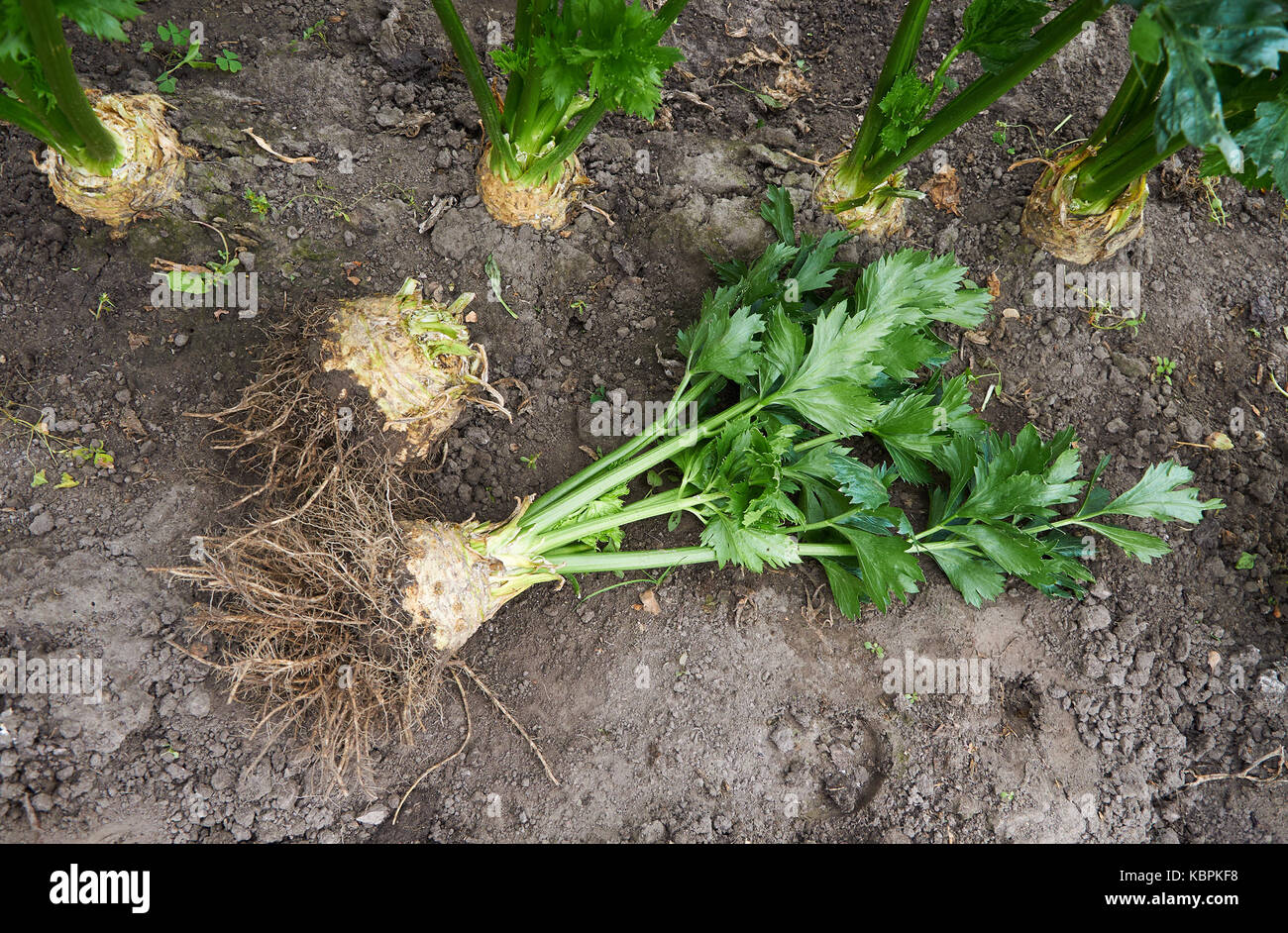 Scavati big mature radice di sedano Foto Stock