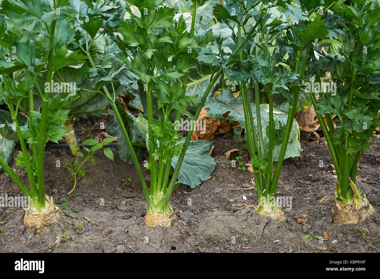 Fila di maturi sedano radice è in crescita Foto Stock