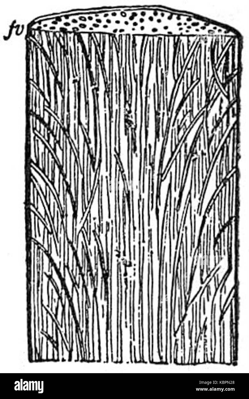 EB1911 piante sezione verticale di un gambo di Palm Foto Stock
