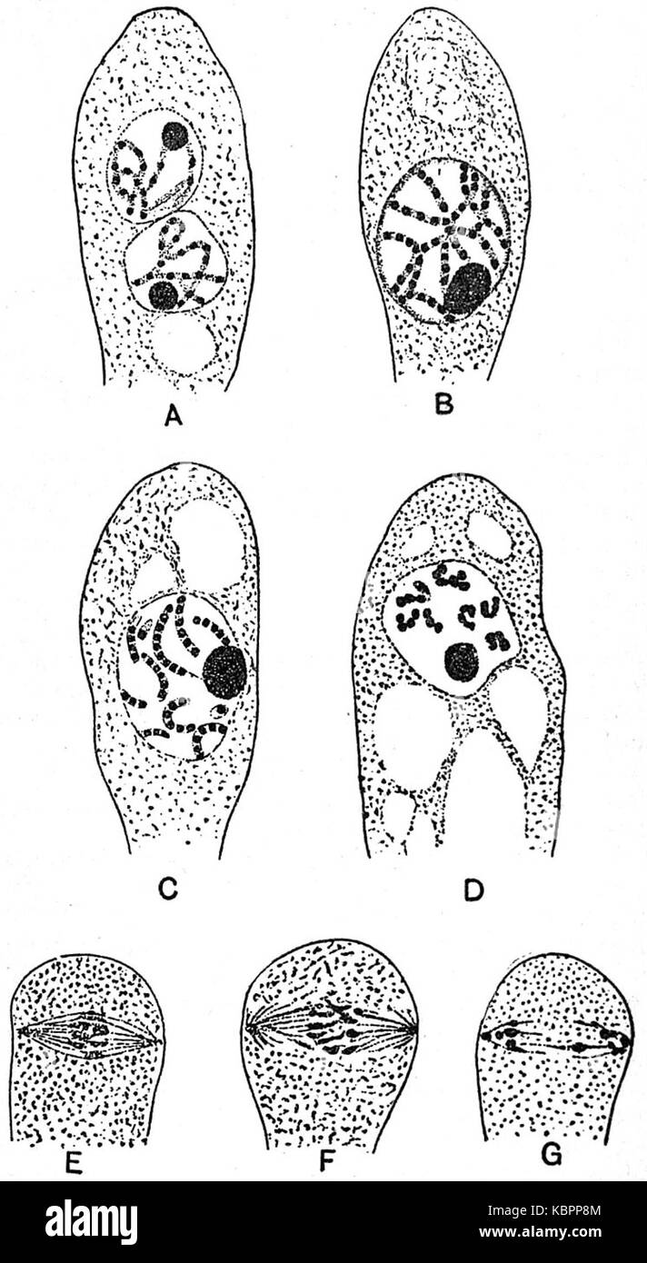 EB1911 Piante (citologia) nuclei e divisione nucleare nel Basidiomiceti Foto Stock